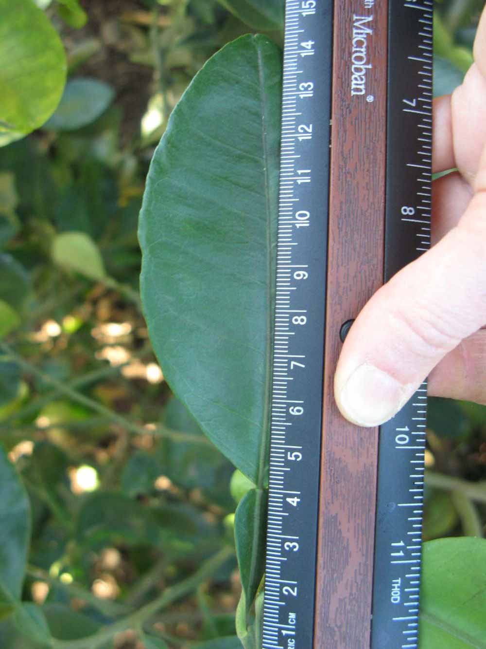              Unifoliolate leaf (Winter Haven, FL)       